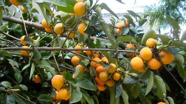 japani phal