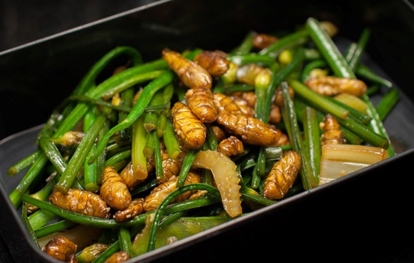 silkworm